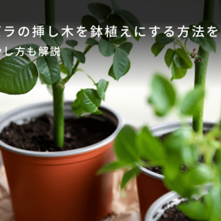 貰ったバラの挿し木を鉢植えにする方法を紹介！バラの増やし方も解説